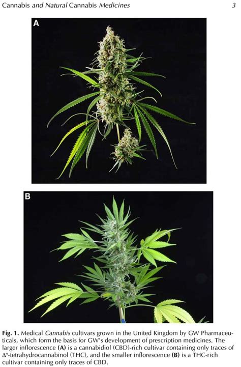 To give a bit of context; Photo: CBD flower vs THC flower : cbdinfo
