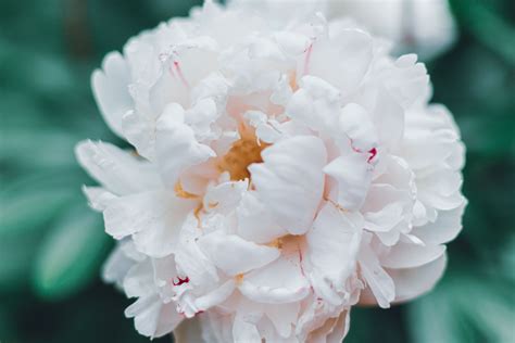 Peonies Plant Care And Growing Guide