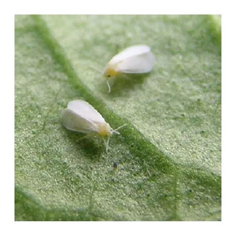 How To Identify And Get Rid Of Whiteflies On Houseplants White Flies
