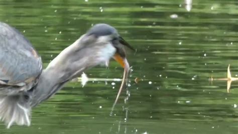 Central Park Heron Swallows Huge Rat Whole Climate Independent Tv