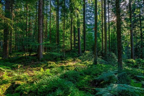 Climate Change Has Officially Arrived In The Black Forest