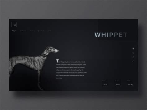 Whippet By Matheus On Dribbble