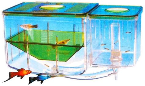 Best Aquarium Fish Breeder Tank Aquarium That Best Aquarium Fish