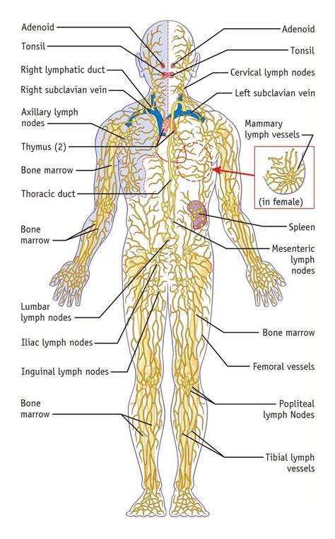 Лимфатическая система человека схема узлов фото и описание