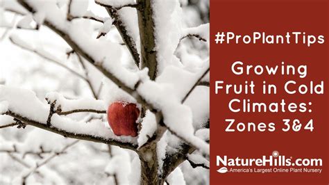 Growing Fruit In Cold Climates Zones 3 And 4 Youtube