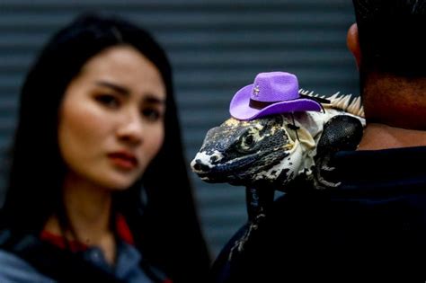 Photos Dogs Jump Through Hoops And Iguanas Wear Hats At The Bangkok