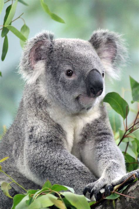 Koala 259edited 1 Cute Koala Bear Cute Wild Animals Koala