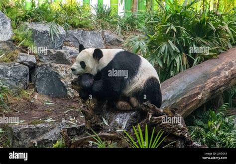 The Giant Panda Ailuropoda Melanoleuca Also Known As The Panda Bear