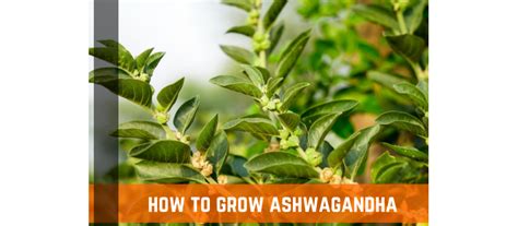 How To Grow Ashwagandha Complete Guide Farm Plastic Supply