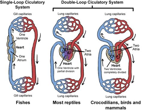 In an open circulatory system, blood vessels transport all fluids into a cavity. Animal Circulation | Shmoop