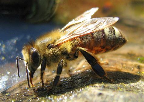 Filedrinking Bee Wikimedia Commons