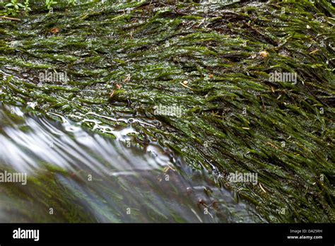 Common Water Moss Fontinalis Antipyretica In A Stream Stock Photo