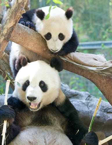 Cute Pandas Pandas Photo 22122903 Fanpop
