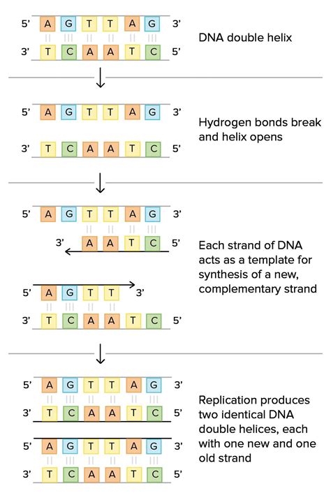 Dna the double helix worksheet. Dna the Double Helix Coloring Worksheet Answer Key ...