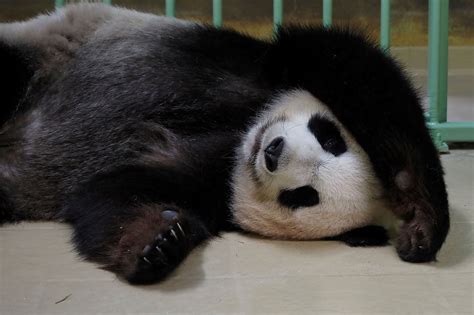 French Zoo Welcomes Twin Cubs As Loaned Giant Panda Gives Birth Daily