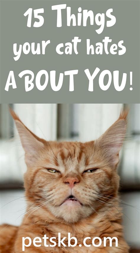 15 things your cat hates about you cats cat care cat help