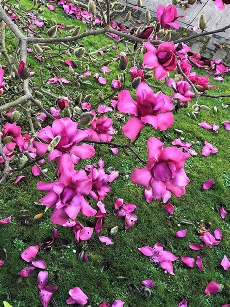 Plantfiles Pictures Magnolia Vulcan Magnolia By Growin