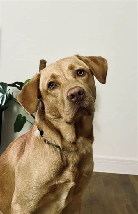 The Rhodesian Ridgeback Lab Mix Is This The Right Dog For You Your