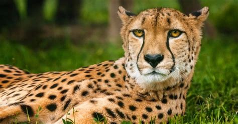 10 Easy Things You Can Do to Save Endangered Species | Energise Kids