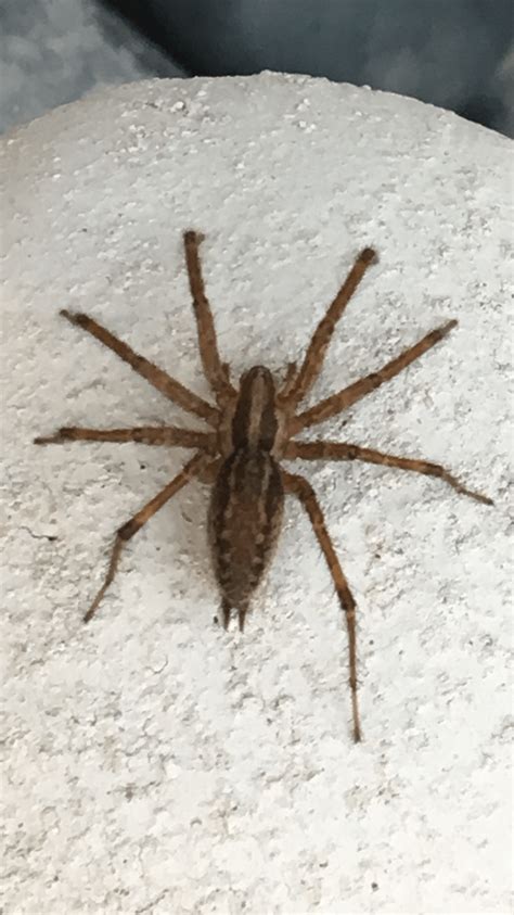 Spiders In Massachusetts Species And Pictures