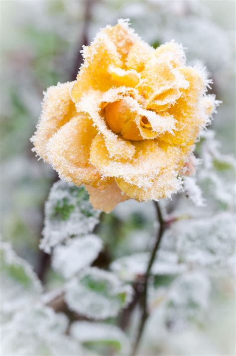 Frosty Rose By Raul Topan 500px Winter Flowers Beautiful Flowers