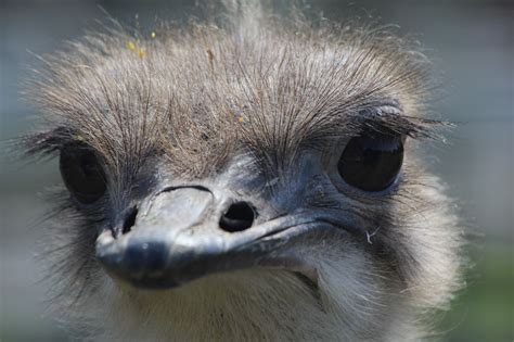 Ostrich Photo By David Hopwood — National Geographic Your Shot Nature
