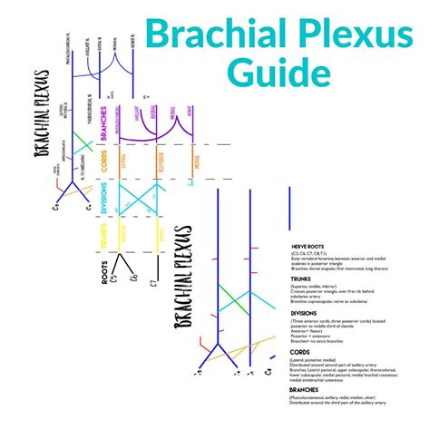 Brachial Plexus Diagram Pdf Download Plexus Products Brachial Study