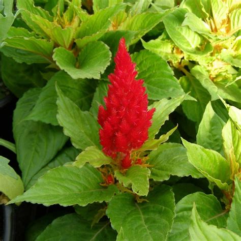 Fresh Look Plumed Celosia Seeds 1000 Seeds Red Annual Flower