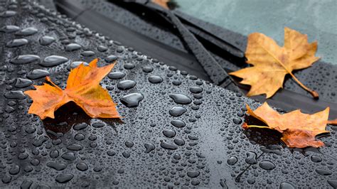 Leaf Maple Drops Hood Rain Autumn 4k Hd Wallpaper
