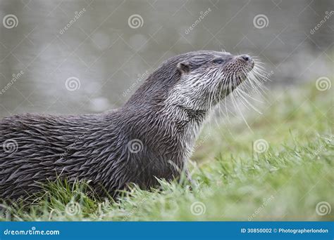 Otter In Grass Stock Photo Image Of Focus Outdoors 30850002