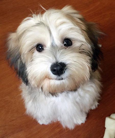 121 Best Havanese Dog Names The Paws Bichon Havanês Havanese