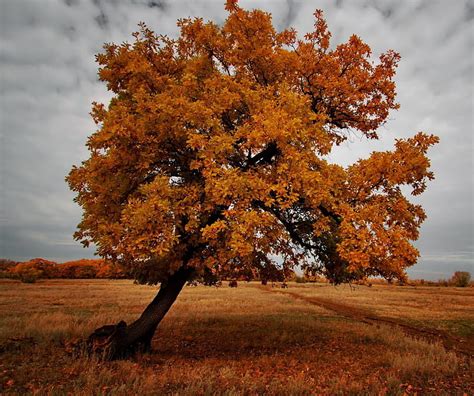 1920x1080px 1080p Free Download Tree In Autumn Landscape Nature