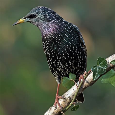 Common Starling By James Meikle Birdguides