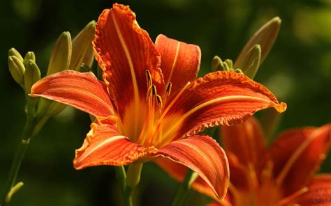 Lily Flowers