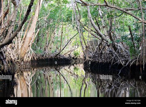 Mangroves At The Everglades Stock Photo Alamy