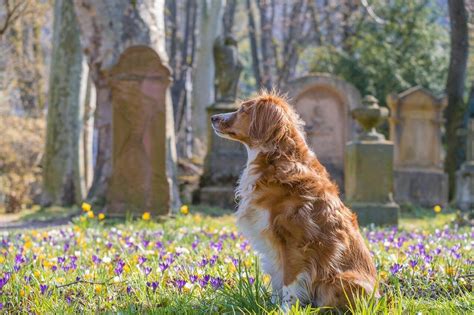 What To Consider Before Burying Your Pet