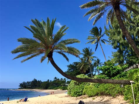 Crooked Palm Tree At Sunset Beach Pūpūkea Oahu Hawaii Beach Sunset Oahu Hawaii