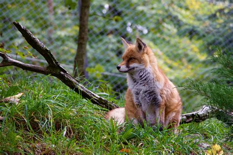 Free Images Nature Female Wildlife Fauna Red Fox
