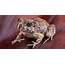 Burrowing Frog Animal Facts  AZ Animals