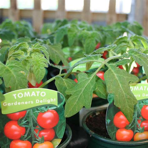 Gardeners Delight Tomato Plant