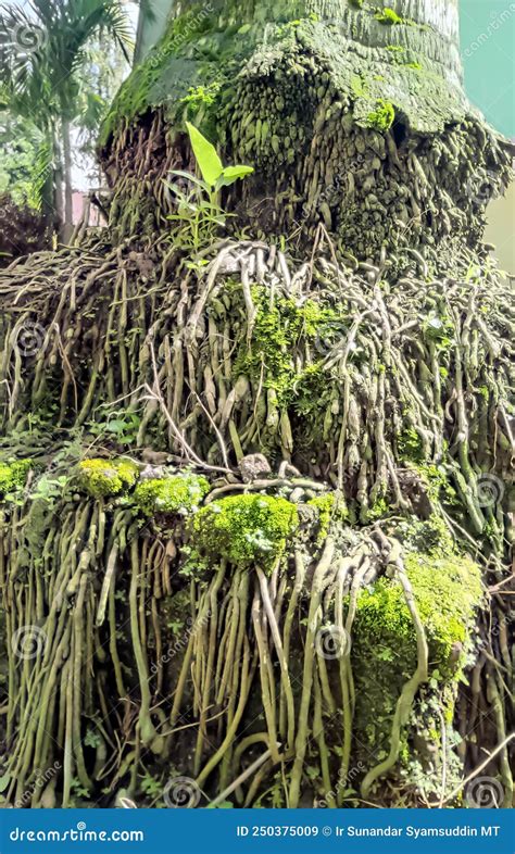 Coconut Tree Roots That Are Old And Used As Other Plant Ecosystems