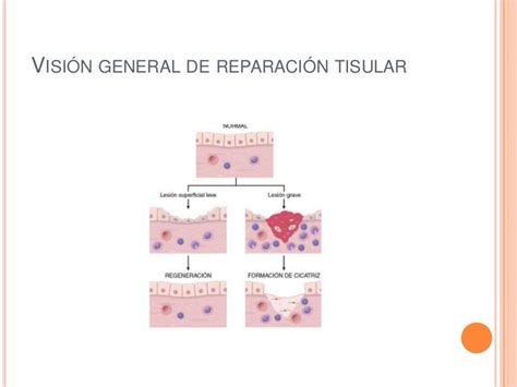 Regeneración Celular Y Tisular