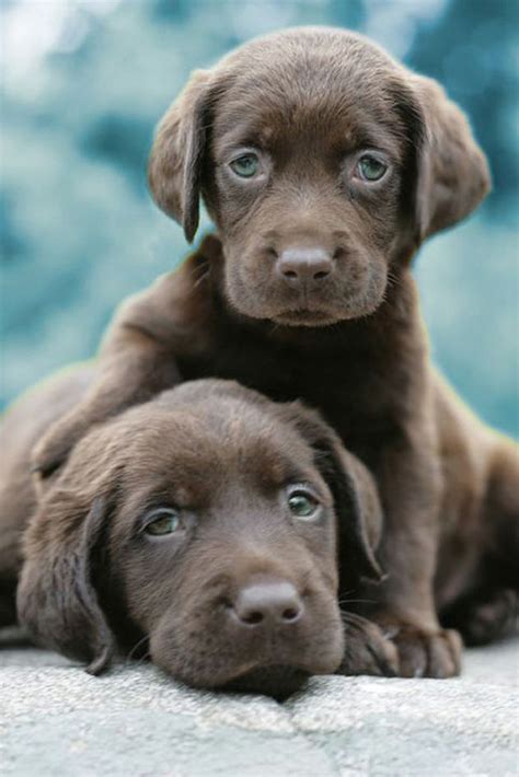 Two Chocolate Lab Puppies Pictures Photos And Images For Facebook