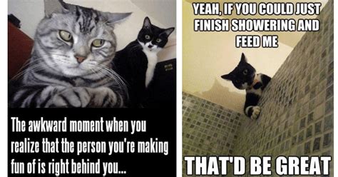 Purrfectly Hilarious 21 Cat Memes For A Whisker Tickling Good Time I