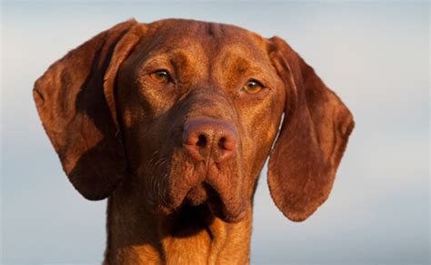 Hungarian Vizsla Breeds A To Z The Kennel Club
