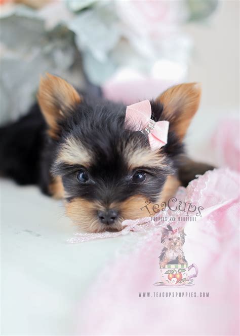 Teacup Yorkie Puppies For Sale South Florida Teacup Puppies And Boutique