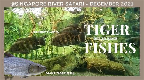 River Safari Singapore A Freshwater Giant Tiger Fish Hornet Tilapia