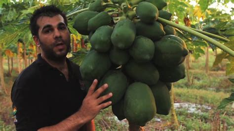 Papaya Tropical Fruit Growers Of South Florida Doovi