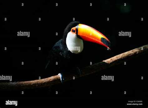 Close Up Of A Toco Toucan Ramphastos Toco Brazil Stock Photo Alamy