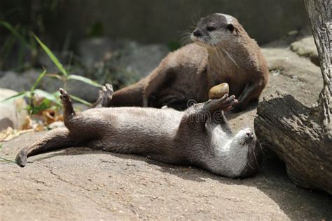 Asian Short Clawed Otter Playing Stock Image Image Of Otter Pebble